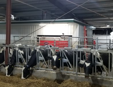 Gallery - Dairy Farm Tours