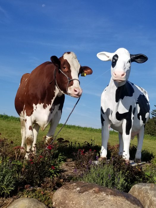 dairy farm tours in wisconsin